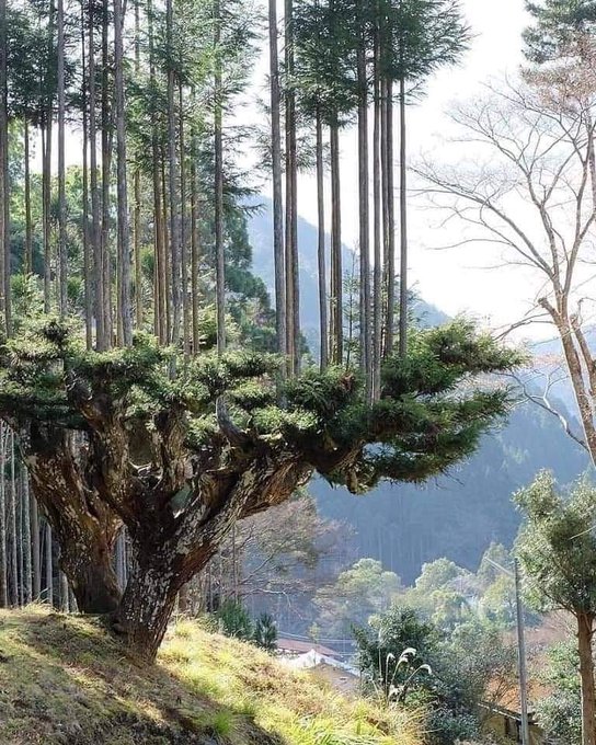 How Japanese have produced wood for 700 years, without cutting down trees.

Daisugi is an ancient Japanese forestry technique  developed in the 14th century originally used by people living in the Kitayama prefecture, because the territory was extremely poor in saplings. 

They