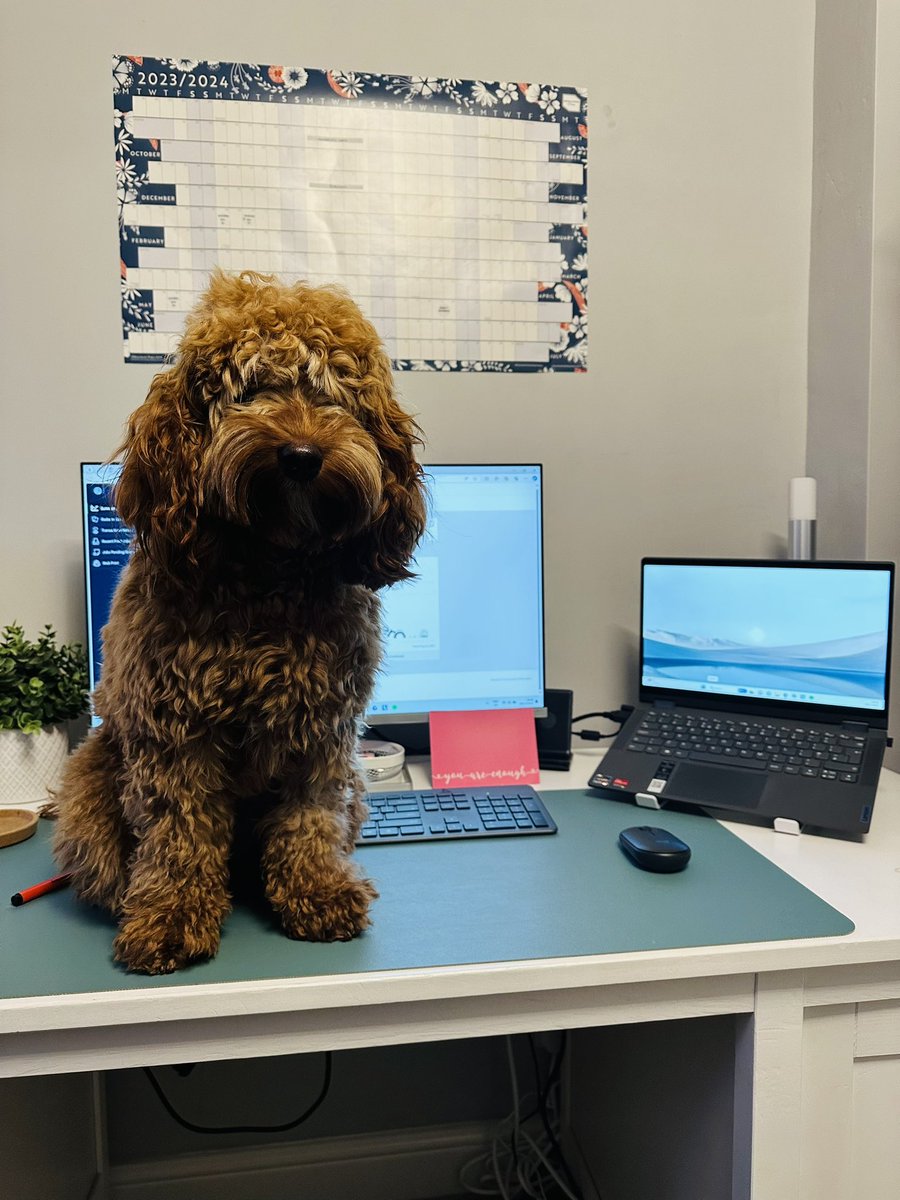 sarahmayshuard's tweet image. This girl has got used to me being around for endless cuddles the past 5 weeks, she is not impressed with me having to get back to doing my uni work 🫣 #OTstudent #PetsofOTweek23