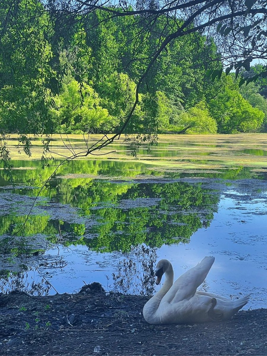 arrapot18's tweet image. Queens, LIRR side of the bay is very easy to get to, OaklandLake and Crocheron parks, natural oxygen bar, very few people, exceptional wildlife, but more people need to be able to walk #Queensone of the five boroughs of New York City #NY