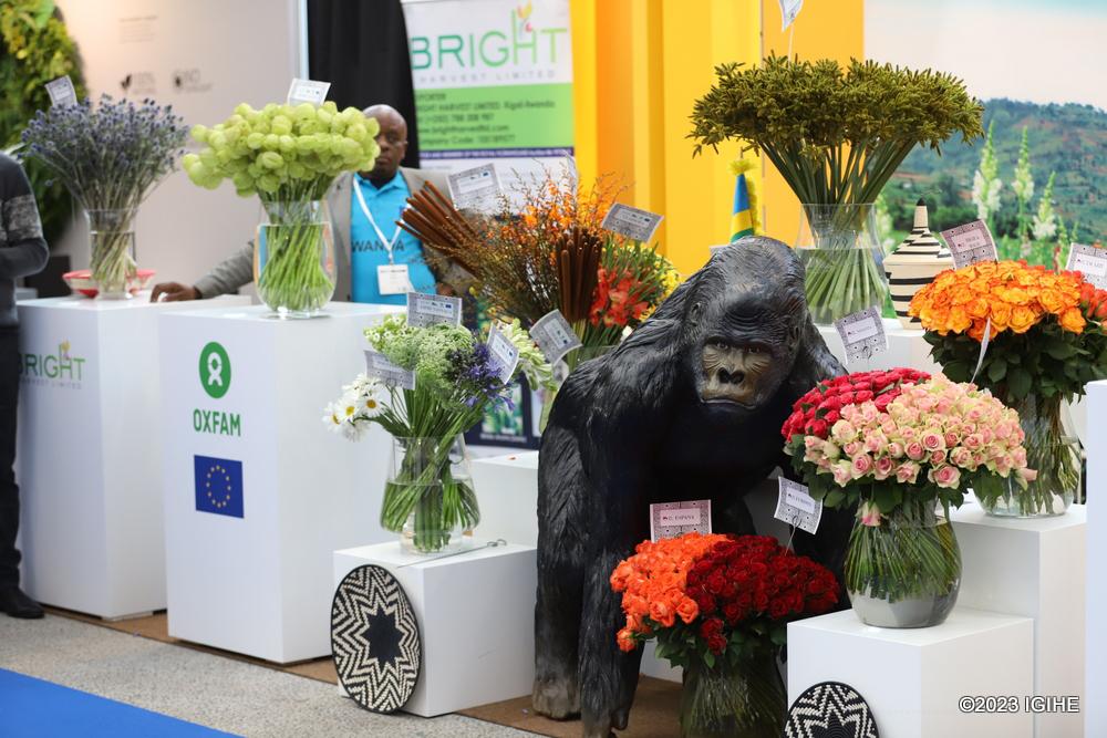 onduhungirehe's tweet photo. Flowers mean love and flowers mean business. 

@Rwandafresh's stand at the 13th International Floriculture Trade Fair (IFTF), which opened this morning in Vijfhuizen, the Netherlands, was very popular. Our roses and summer flowers, that include unique varieties, attracted interest from visitors.

The floriculture industry in #Rwanda, which is one of the top priority export sectors, is relatively new but has been steadily growing over the past 10 years. In this #IFTF2023, which will take place from 8 to 10 November 2023, the Rwanda floriculture industry is represented by @BrightHarvestRW, @BellaFlowersRw, @Duhamic1 and @oxfaminrwanda.

🇷🇼🌹💐🇷🇼