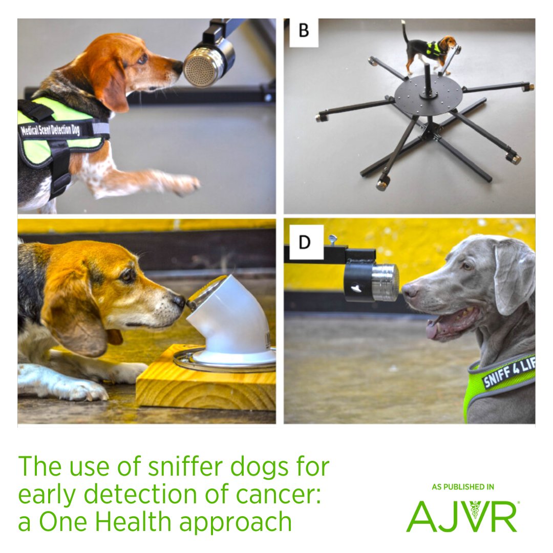 AJVROA's tweet image. The detection of viral infection and cancers by trained medical scent detection dogs can occur rapidly and with high accuracy. Learn more: jav.ma/snifferdog @uwvetmed #cancer #scentdetection #snifferdog #earlydetection #tumor