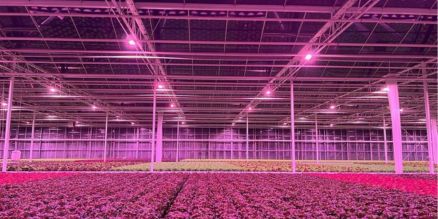 A brand new water-cooled LED configuration for this Belgian lettuce grower. 

#OREON #LEDLIGHTGROW #lettuce #greenhouse #efficiency