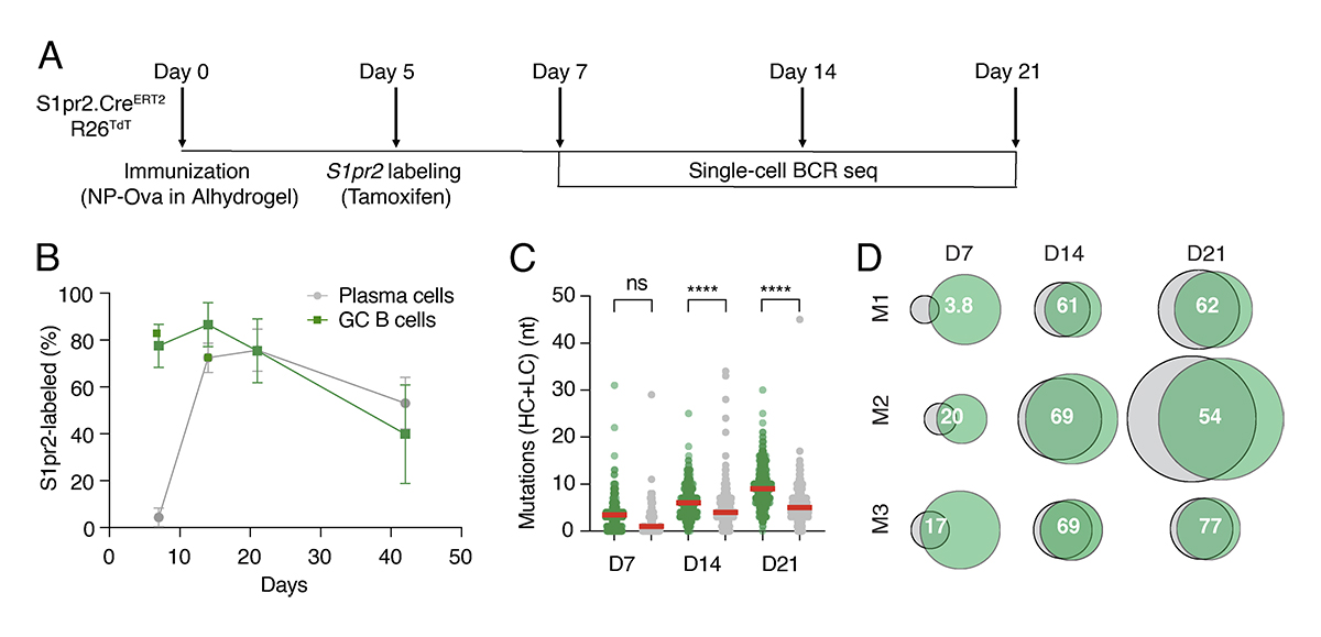 .<a href="/Plasmacellguy/">Mohamed ElTanbouly</a> et al <a href="/NussenzweigL/">Nussenzweig_LAB</a> <a href="/RockefellerUniv/">Rockefeller University</a> use fate-mapping in polyclonal settings to describe affinity-dependent selection of Germinal center cells and pre-plasma cells into the PC compartment. bit.ly/3QOzoCF

<a href="/ramos_victoor/">Victor Ramos</a>
#LymphocyteBiology