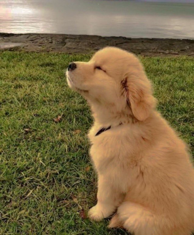 Quiero un golden retriever