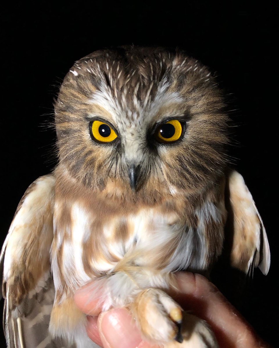 RockyPointBird's tweet photo. Our 2023 Nocturnal Owl Monitoring wrapped up on Halloween. It was our 2nd busiest season ever - we banded 1455 Northern Saw-whet Owls &amp; 22 Barred Owls between our 2 stations! 87.7% were hatch year so a great reproductive season here in BC! https://t.co/2TK5YJLkdi