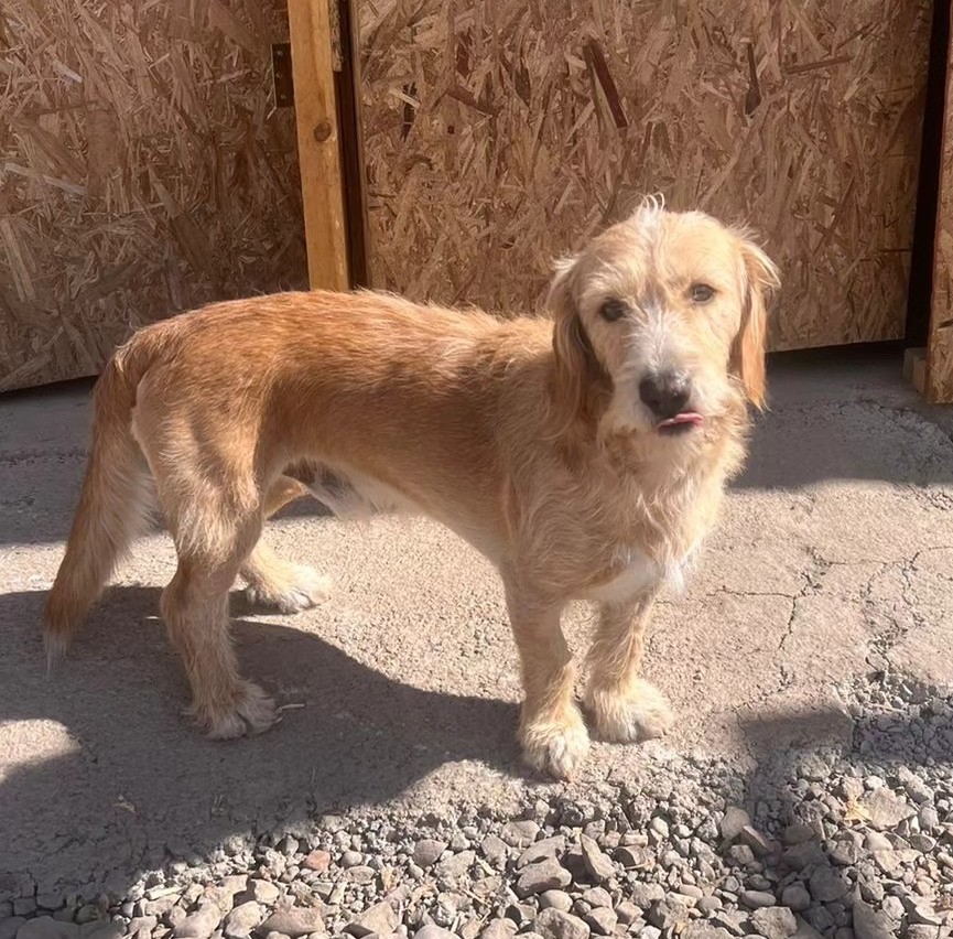 eltuitdemarsh's tweet photo. Perrito abandonado en una construcción necesita, con urgencia, una familia. Es muy dulce, tímido y se acerca a todos a pedir cariño. Corre riesgo de ser atropellado pues deambula entre muchas máquinas del lugar. Si deseas adoptarlo, comunícate al +56940933716. Favor RT!
#Santiago https://t.co/ubqna7X48c