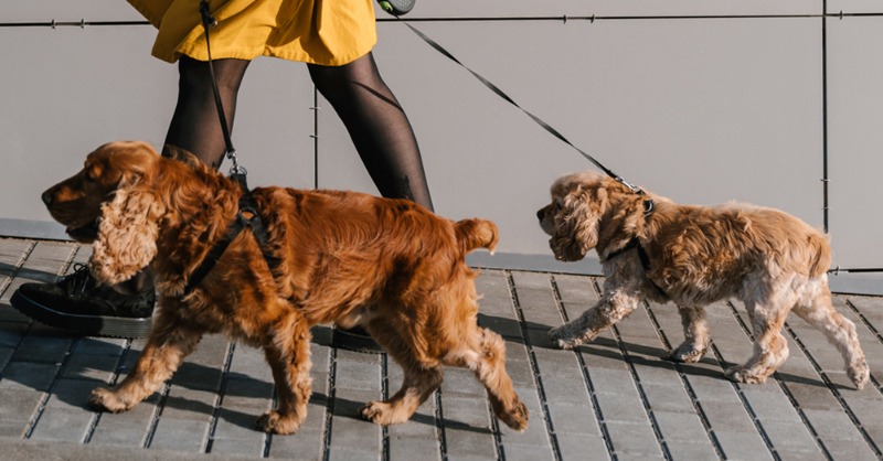madeinbrituk's tweet photo. #puppytok #dogmom #dogmomaf #doglovers #howtheygonnaknow #learnontiktok #stitch #ltwllife #doggo #mastiff
#fypシ #part1 #bringadrinkasyouwork #cocktailnight #bringaboardnight #bringaboardparty #bringaboardnightchallenge #dogwalkersoftiktok #dogwalkerlife #dogwalkersuk