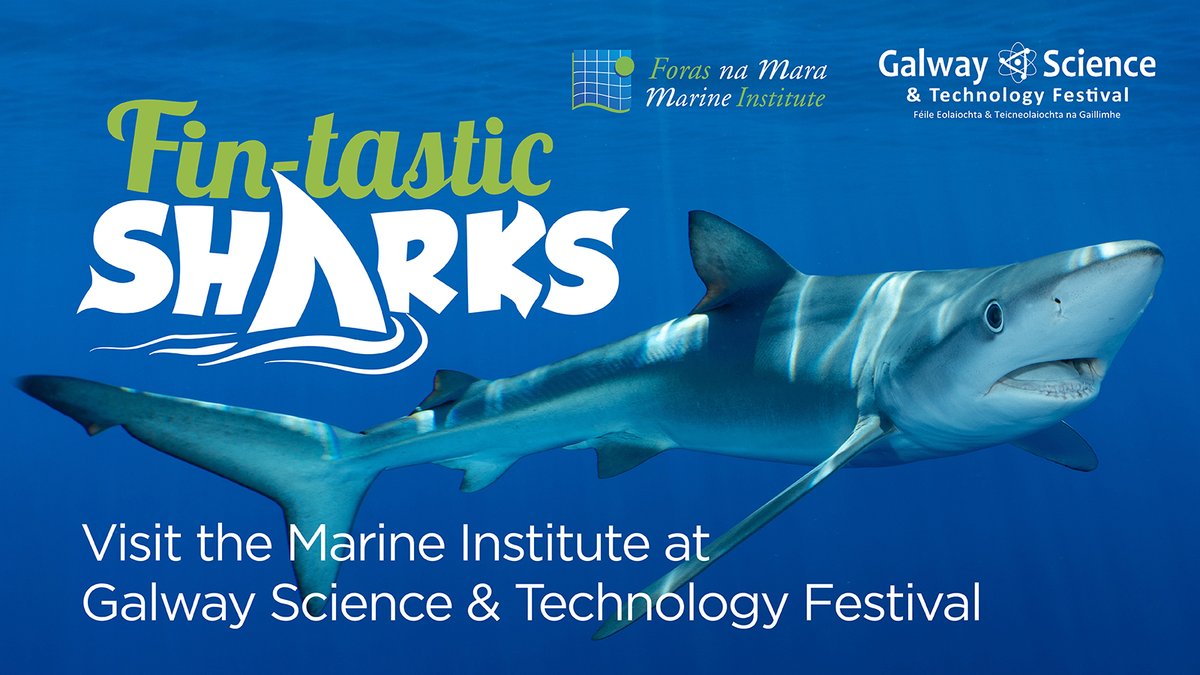 MarineInst's tweet image. 📢Fin-tastic Shark Display Set to Make a Splash at Galway Science and Technology Festival  🦈 bit.ly/3MAS9XU

Alongside @ExplorersEdu, we will be showcasing #marine #science at the 2023 @GalwayScience.

📅Next Sunday, 12th November
🗺️@uniofgalway

#GalwayScience #Shark