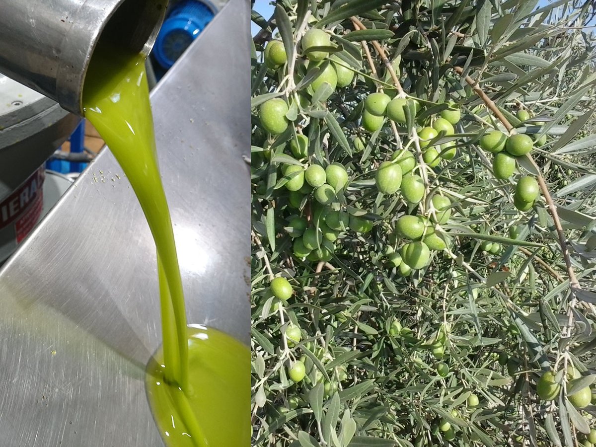 bodegaslaurora's tweet photo. Desde mañana jueves 9 de noviembre se recepciona aceituna ecológica en nuestra Cooperativa.
Si estás interesado en aportar aceituna ecológica, ven a nuestra oficina e infórmate. Toda la info aquí.👇
https://t.co/T6cRgcfPtT https://t.co/dMEJJcwPOT