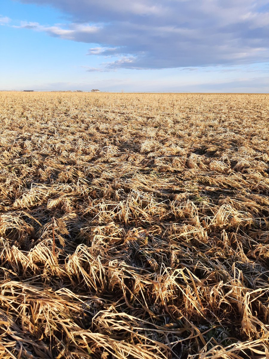 MansOrganics's tweet image. The start of winter has largely terminated the cover crops, but there are a few plants still alive!  It is great to see that amount of armor on the soil.  #soilhealth #soilarmor #covercrops #diversity #organic