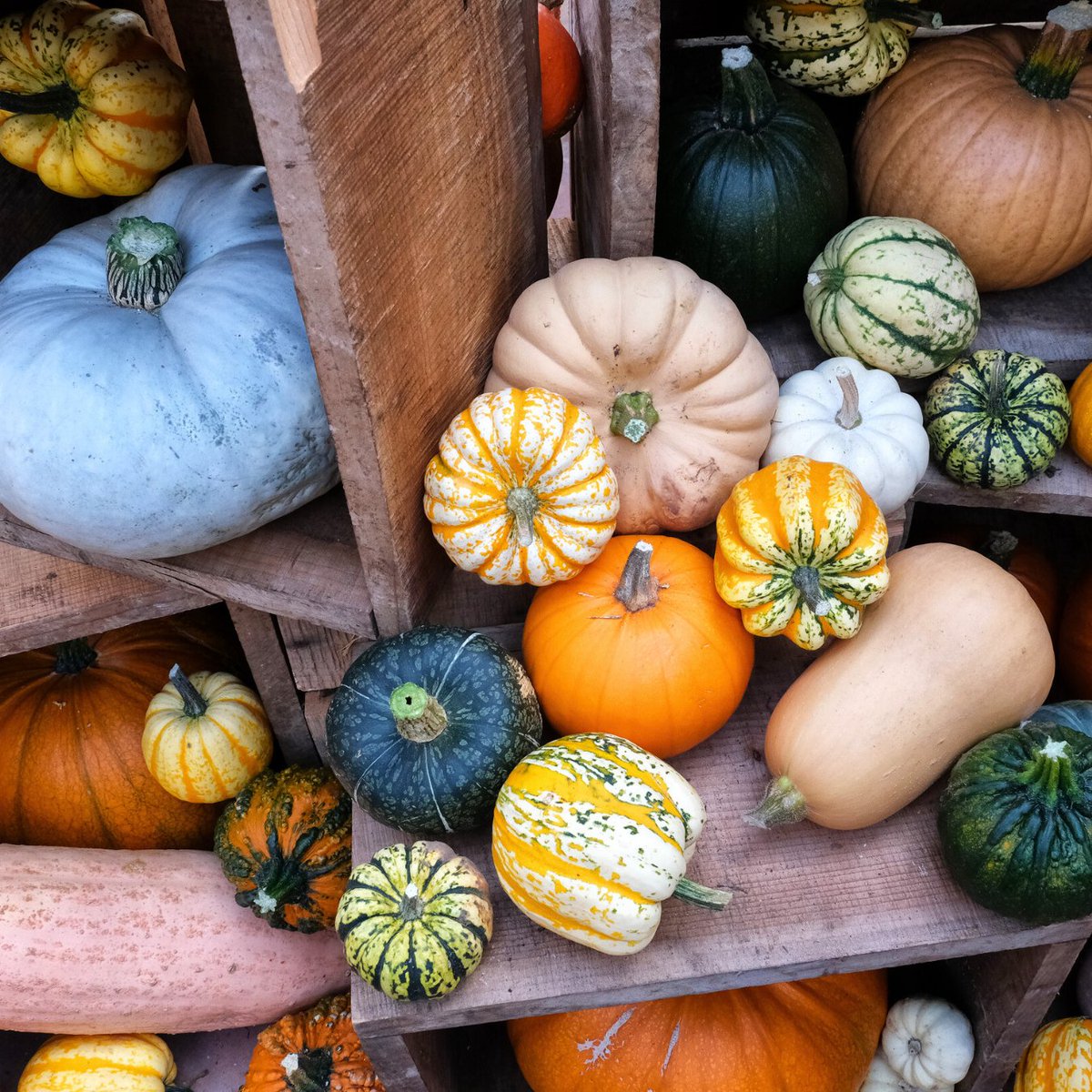 TyntesfieldNT's tweet photo. Have you seen our #AutumnDisplay yet? 🎃

We have 48 varieties of #pumpkin to see, alongside fruits, veggies, flowers and beans grown just meters away in our #KitchenGarden.

The display is available until Nov 17 🍂

📸 Bob Fowler
#AutumnVibes #FallDecor #PumpkinDisplay https://t.co/9bSRhBoK5L