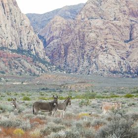 KevinJanison's tweet photo. No such thing as a bad day in Red Rock Canyon.  Krisztina Bessenyei pics. @friendsrrc @KTNV https://t.co/8XgvKTulhK