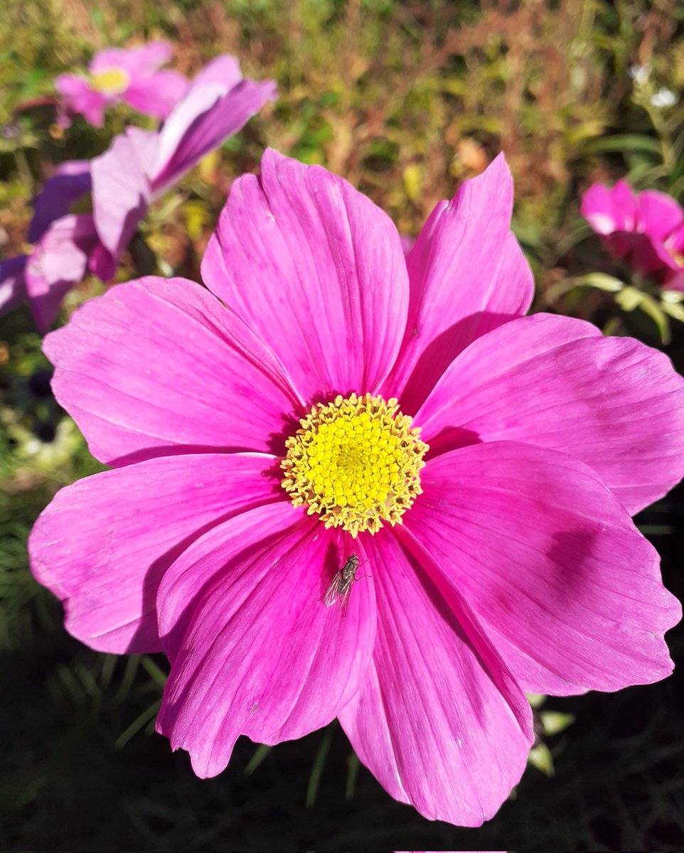 Cosmos still doing its thing. Wishing you all a lovely evening.🙏❤🙏 #Flowers #GardeningTwitter #DailyBrightness