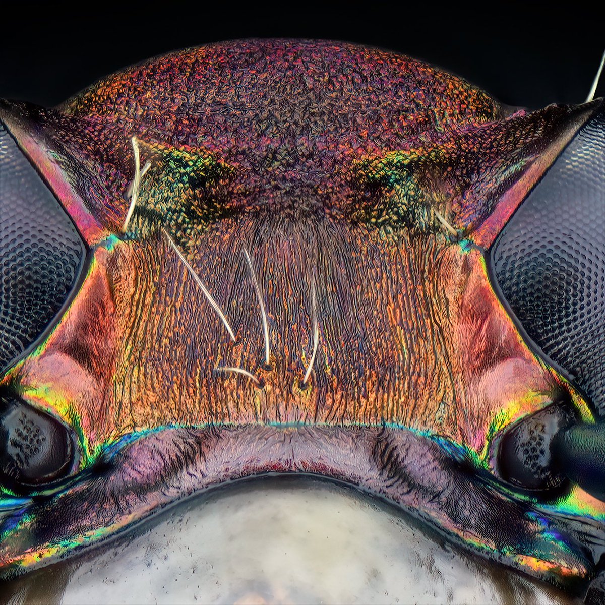 Thorben Danke tweet media