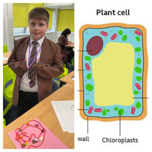 tsc_science's tweet image. Following on from this morning…some more fantastic animal and plant cell modelling from Mrs Melling’s 7KSc3b class…she had no spare sweets for lunch! 🙃👎🏻🌱🐾🍬