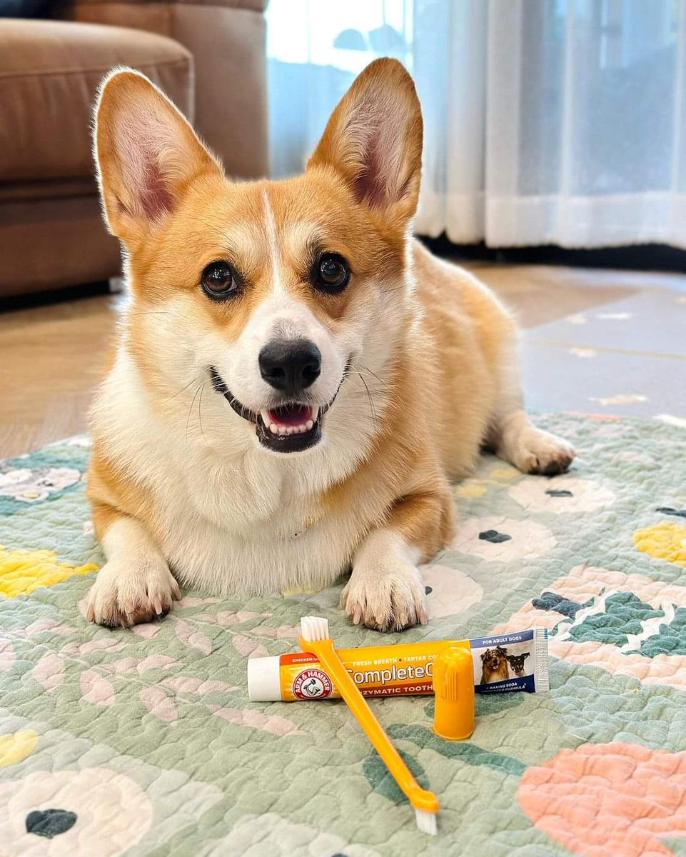 CorgiArenaWorld's tweet image. Corgi&apos;s secret to a winning smile 😁🦷