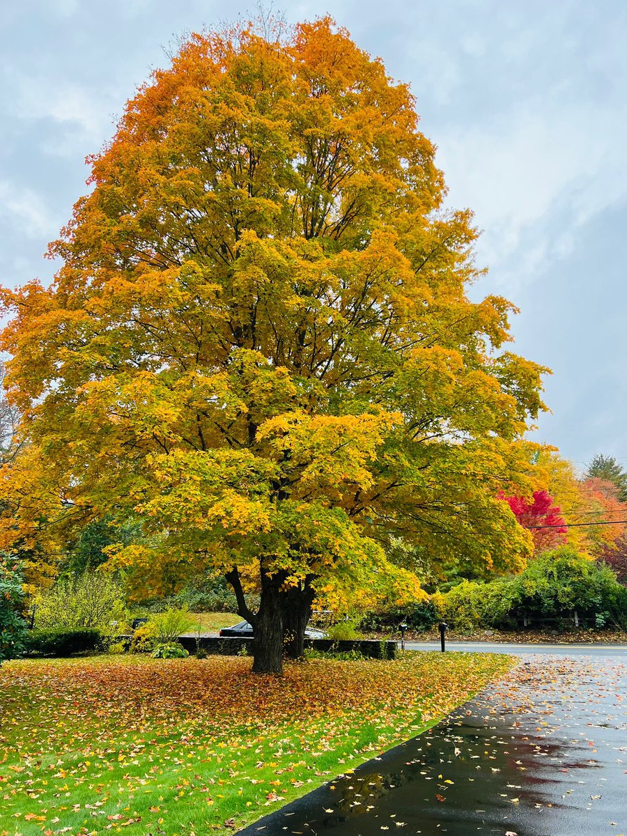 teluguvelugu35's tweet photo. #FallTwitter https://t.co/kqk5v2gcdA