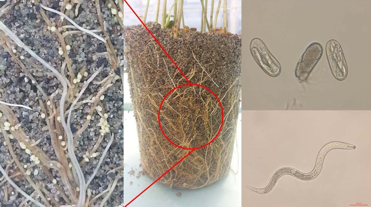 Harvest Complete? It's Time To Assess SCN Levels In Your Fields!

Author(s):
Horacio Lopez-Nicora

agcrops.osu.edu/newsletter/cor…