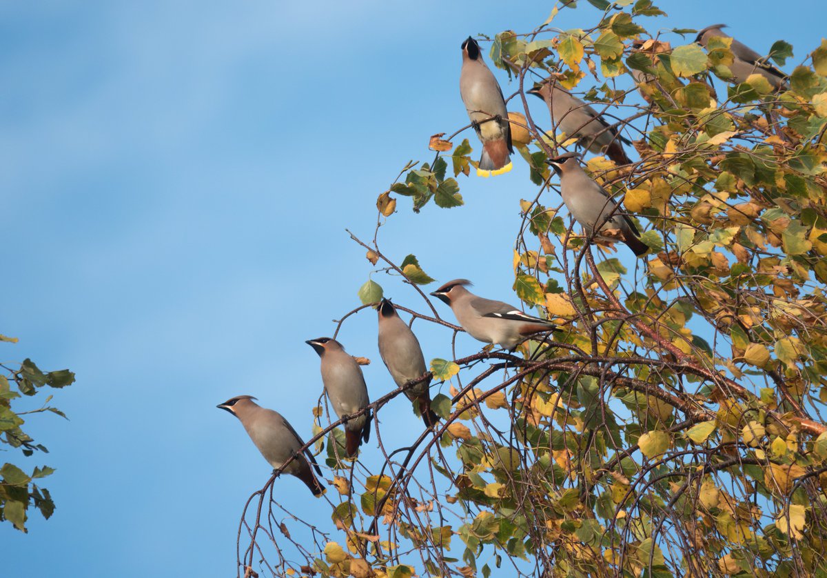AndrewMKinghorn's tweet photo. Had to wait longer than I was expecting, but finally the Waxwings have started turning up in Sunderland city centre. This group of about 20 gave brilliant views late afternoon not far from St Peter's Church. They really are fantastic birds, let the berry munching commence! https://t.co/76uBrHbRn8
