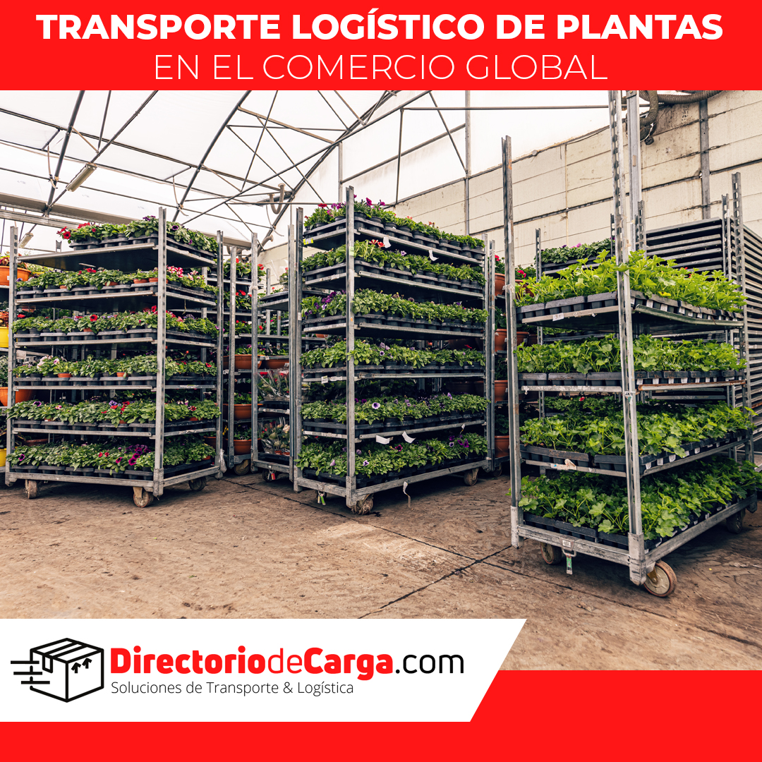 directcarga's tweet photo. El transporte logístico de plantas entre países desempeña un papel esencial en la expansión del comercio global y en la conservación de la biodiversidad.

Lee nuestro último artículo en: https://t.co/CSXtvPNSbY

#DirectorioDeCarga https://t.co/26nqJSUUFE