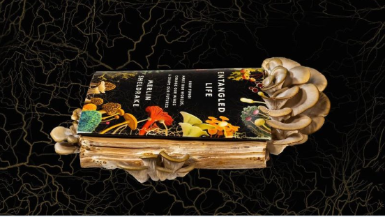_IonMan's tweet photo. Recommend ‘#EntangledLife’ by #MerlinSheldrake.
True to his name, he's a magical writer taking you on wondrous dive into:
‘How #Fungi Make Our Worlds, Change Our Minds & Shape Our Futures’
& of course #fungi have #ionchannels -
https://t.co/jPC1PyUSF3
https://t.co/8FRqDbv483 https://t.co/tKlwkObrue