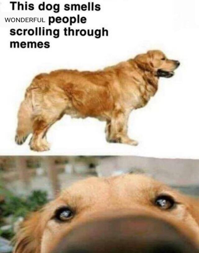 WholesomeMeme's tweet photo. https://t.co/pTe2qoeT7A