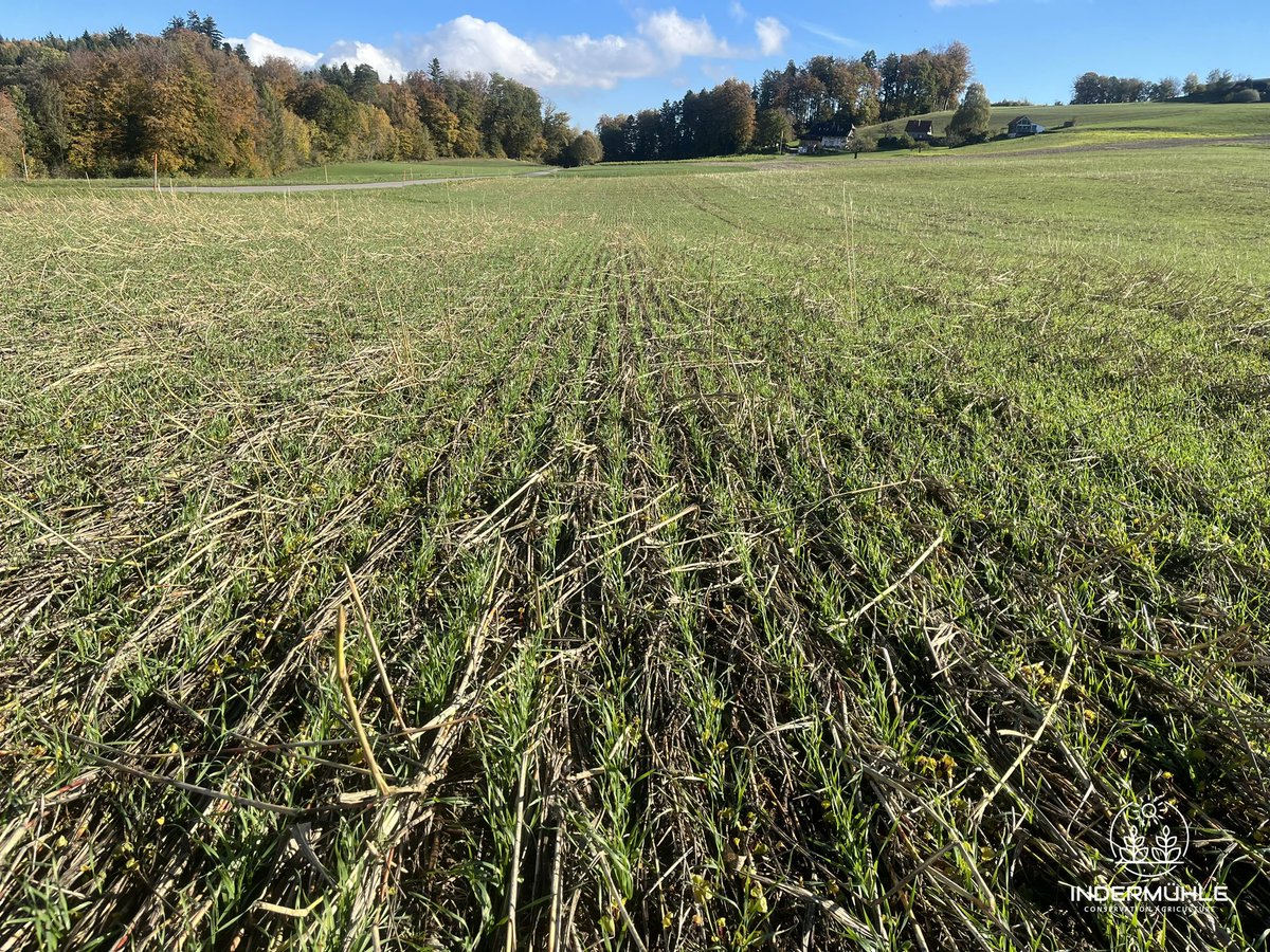 Aenduinder's tweet photo. Zwischen dem Film und den Bildern verging genau ein Monat.
Der Bestand hat sich hervorragend entwickelt und steht derzeit perfekt da.
In den letzten Wochen hatten wir hier intensiven Regen, und es ist einfach beruhigend, keine Angst vor Erosion haben zu müssen. https://t.co/1FPUg9A1gF