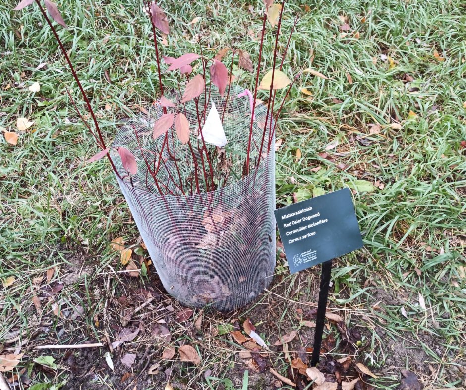 Thank you, merci, miigwetch to the volunteers from Deswik who helped to install plant ID signs, tree guards, and clean up litter at the Flour Mill Arboretum on Saturday!