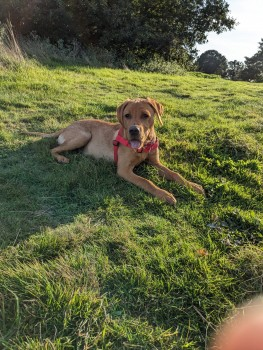 millypod1's tweet photo. RALF HOME SAFE. THANKS FOR RT's 😊🐕🐾

🆘6 NOV 2023 #Lost RALF #ScanMe
YOUNG Fox Red Labrador Retriever Male 
Spooked By Fireworks. 
#Hothfield near #Ashford #Kent #TN26 https://t.co/nFrtfN3u2a https://t.co/YKWTk67XqF