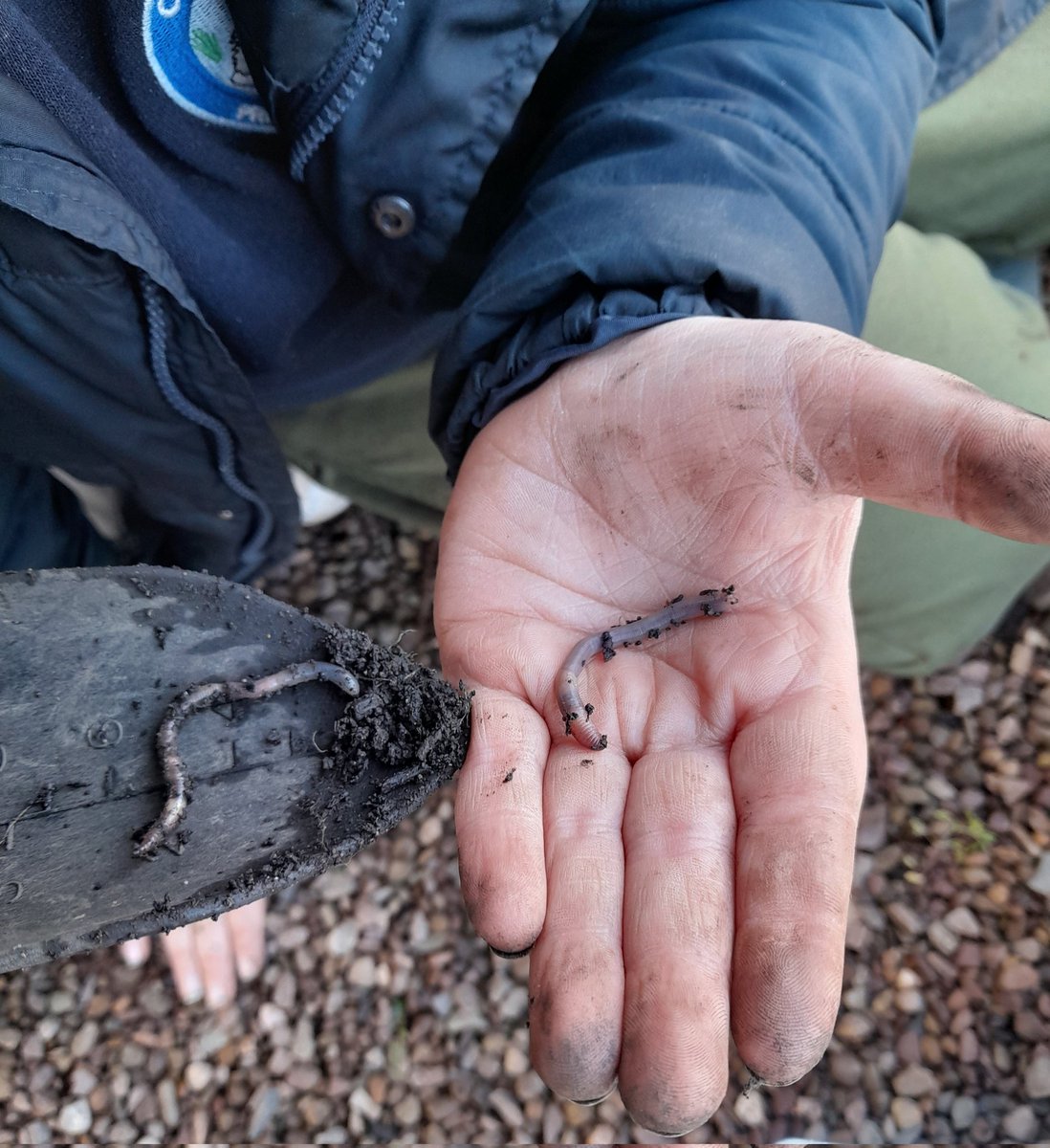 Meet the worms-the hardest workers on the farm! Our school farmers were brilliant at holding them gently before returning them to their natural habitat. #healthysoil @CanalViewPSEdin