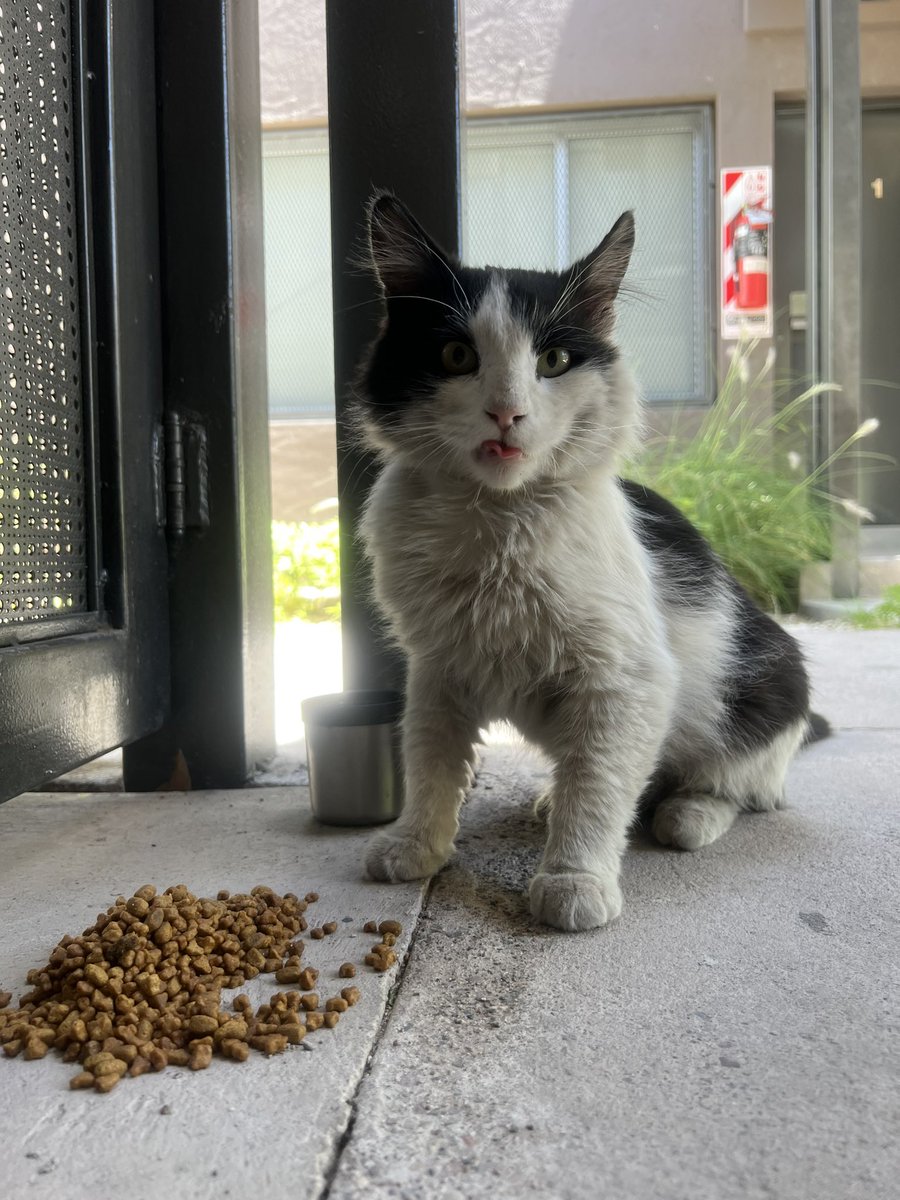 elenaaguirre_'s tweet photo. Hola!! Busco karen de tránsito/casa. 🏡 No quiero vivir más en la calle. Me ayudás?
Soy chiquito, cariñoso y me gusta jugar. https://t.co/rxOywMVITi