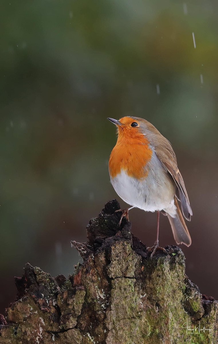 Robin who was enjoying a spot of rain …