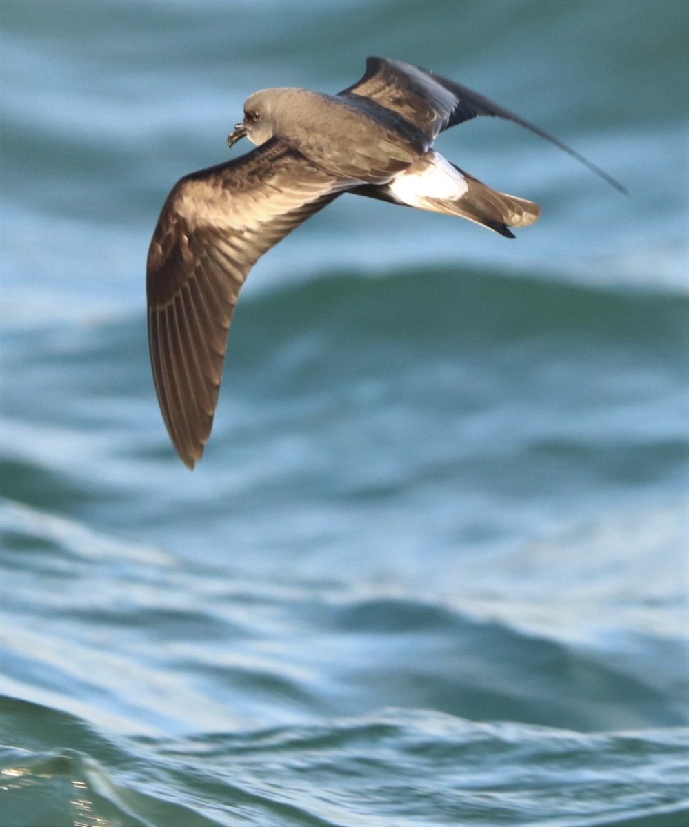 Paiño gallado en Bueu por Manuel Agulla.
Hydrobates leucorhous.
Pontevedra.