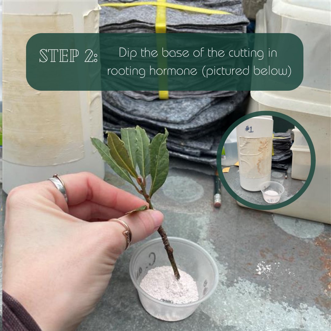 Beal Botanical Garden tweet media