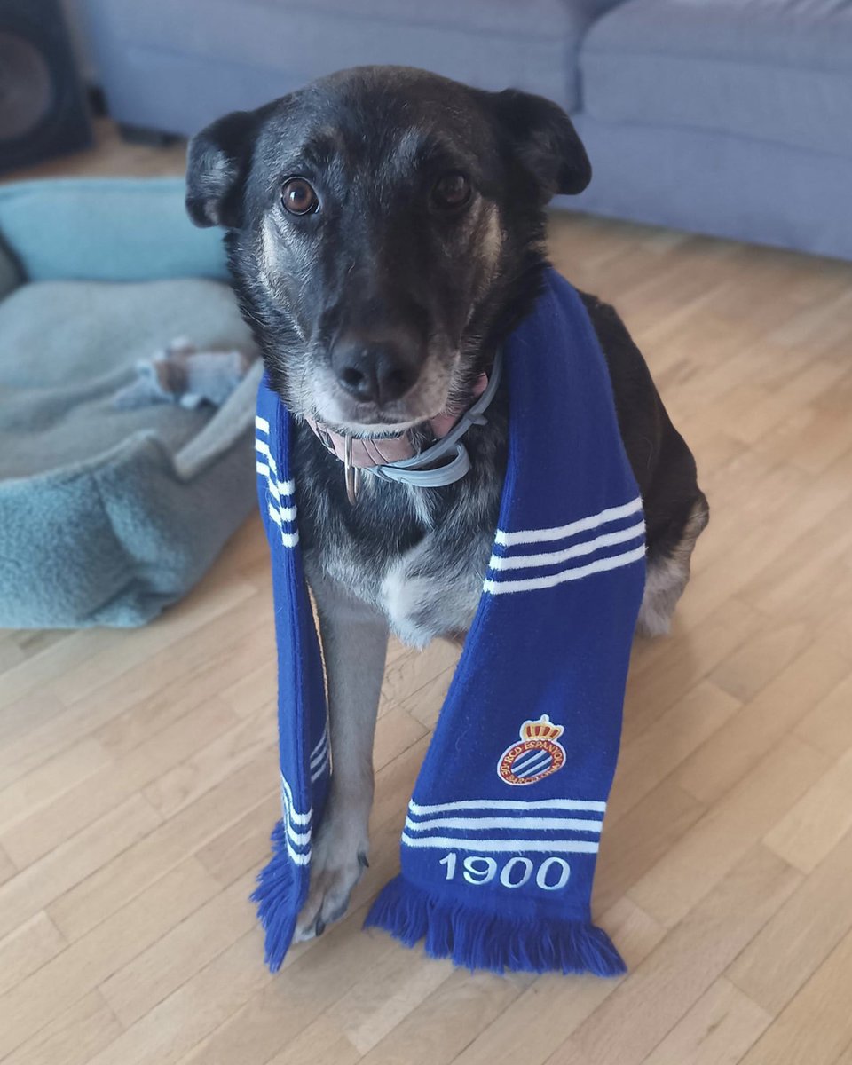 RCDEspanyol's tweet photo. ⚠️ Pericos i periques! Em fa molt feliç anunciar que ja tenim casa per a la 𝐖𝐄𝐍𝐃𝐘 😍🐶

Aquesta família perica es va enamorar d’ella quan la van veure sortir a la gespa amb @92pacheco i han decidit adoptar-la! 🤍💙 

#RCDE #SuperLligaSolidària @elclubdekat https://t.co/bwxQBwx2ZW