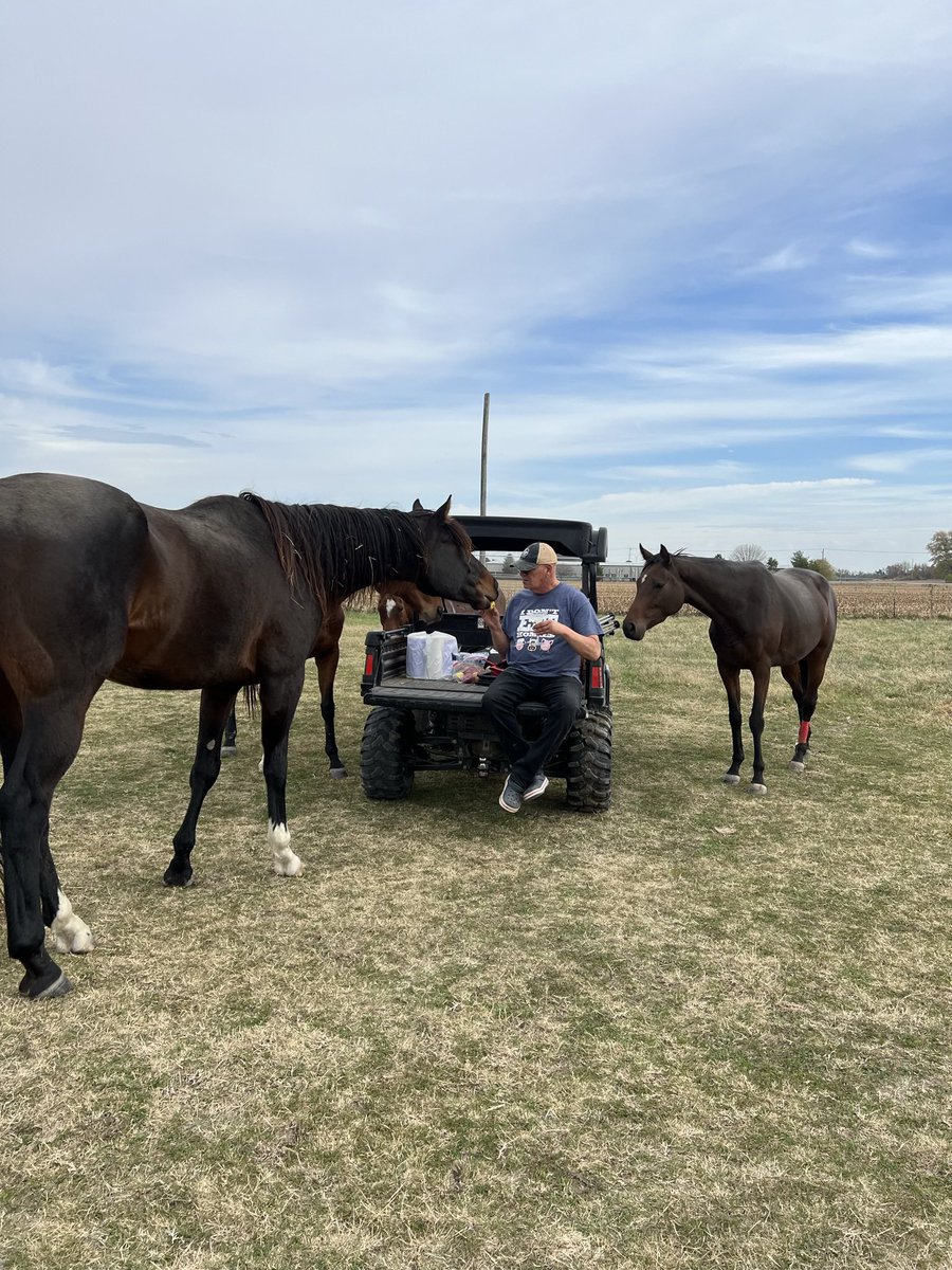 Horse buddies!