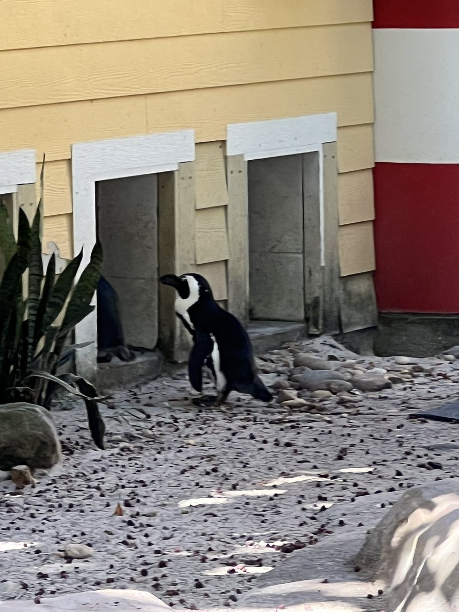 HCPS Magnet Schools and Programs (@sdhcmagnet) on Twitter photo Be sure to join us for the Magnet & CTE Expo at ZooTampa from 3-7 PM TODAY!
You can visit with animals from 3-5 PM or with schools the entire time from 3-7!
And it’s all FREE!
Choose your own adventure for 24-25!
<a href="/HillsboroughSch/">Hillsborough Schools</a>
#WeAreMagnet #MagnetCTEExpo Be sure to join us for the Magnet & CTE Expo at ZooTampa from 3-7 PM TODAY!
You can visit with animals from 3-5 PM or with schools the entire time from 3-7!
And it’s all FREE!
Choose your own adventure for 24-25!
<a href="/HillsboroughSch/">Hillsborough Schools</a>
#WeAreMagnet #MagnetCTEExpo