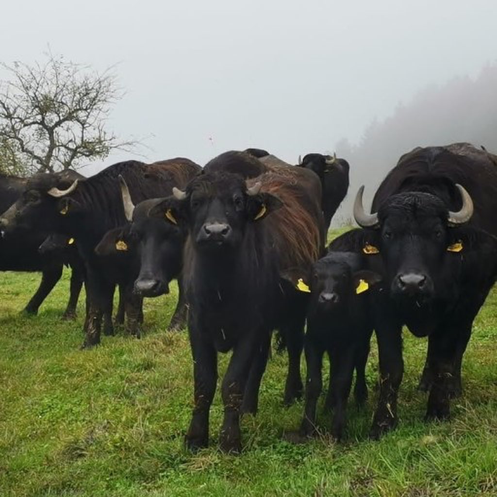 🐃 Es gibt noch einmal in diesem Jahr das herrliche Bio-Wasserbüffelfleisch 🐃👍:

⏩️ nahgenuss.at/bueffelhof-for…

Je Mischpaket mit: 

1 kg Faschiertes
1 kg Gulasch
1 kg Rindsbraten
1 kg Schnitzelfleisch
1 kg Suppenfleisch

Das Fleisch ist küchenfertig &amp; vakuumverpackt.

Das