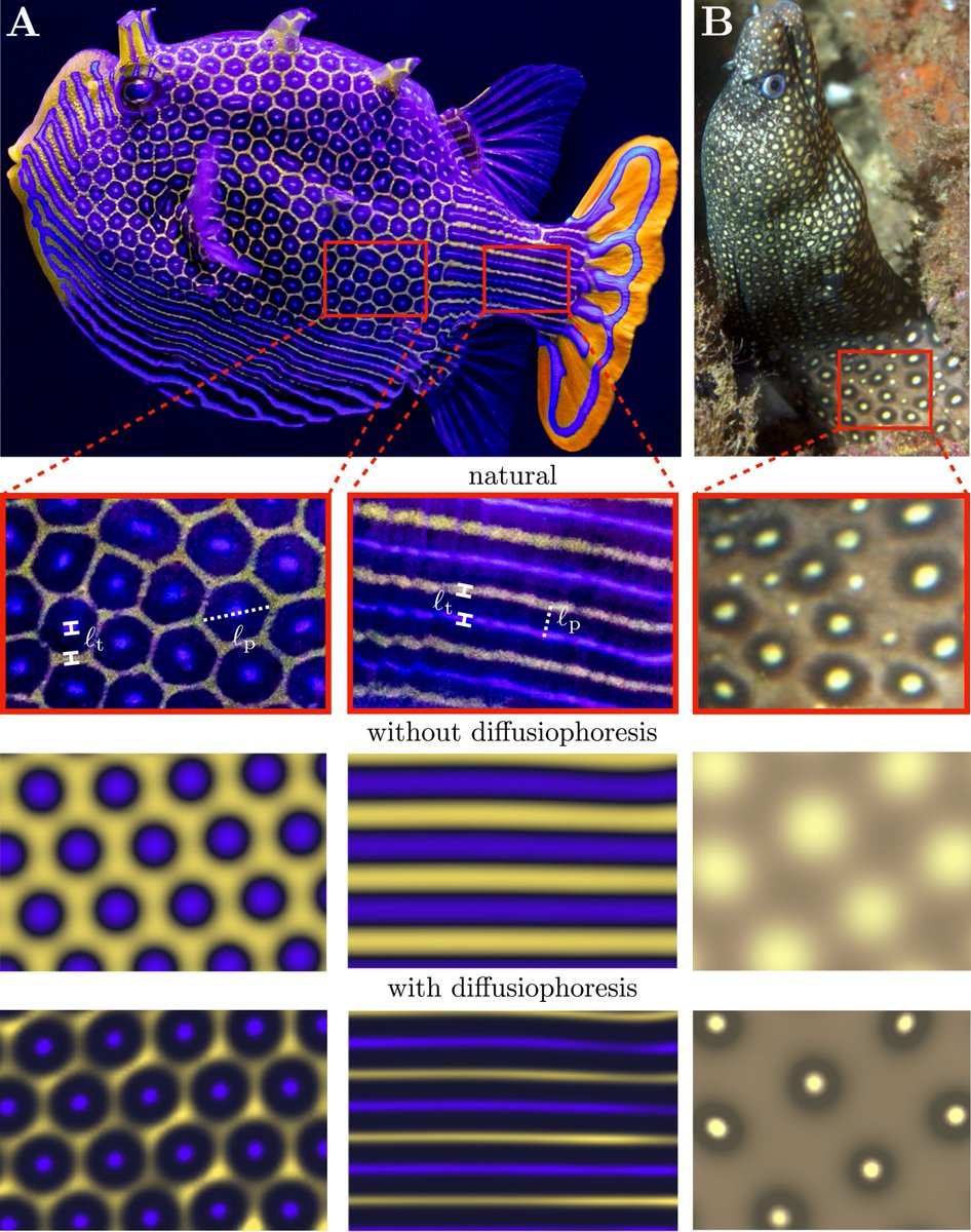 Thrilled to share a new pub from <a href="/LIFE_Boulder/">Laboratory of Interfaces, Flow and Electrokinetics</a> out now in <a href="/ScienceAdvances/">Science Advances</a>. Led by @ben_alssio22, we show how diffusiophoresis might be responsible for sharp Turing patterns on vertebrate skins. A long 🧵for a truly serendipitous story.  science.org/doi/10.1126/sc…