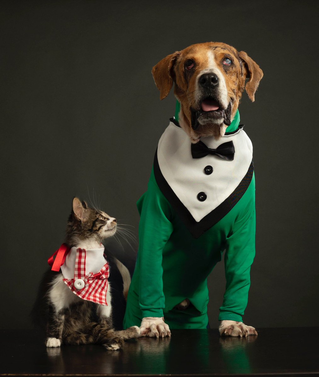 AsociacionMi's tweet image. Mozart mira a Ángel con profundo cariño 💚💚💚 el calendario 2024 va a ser divino.