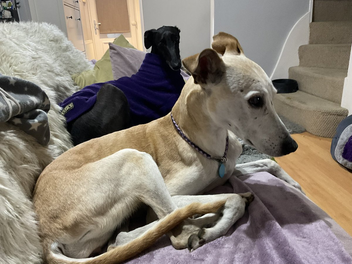 My aunty Maple came to stay for the day last week. I love her! She is dinky and perfect just like me! ❤️@TedGoblin