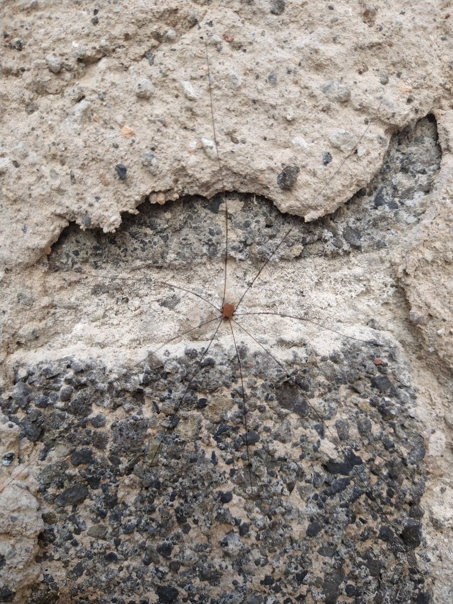 DanielInferno's tweet image. Hola @Arachno_Cosas estaba limpiando mi garage y encontré a esta pequeña amiga (junta a otras más) huyendo del agua. Está a salvó en la pared, me podrías decir que especie es? Desde niño las he visto y se me hacen lindas y curiosas! Gracias!