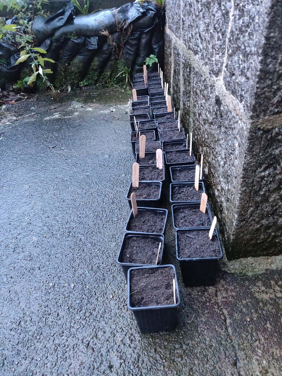 blah (@silverhaar1) on Twitter photo The Woodside Gardening Group were introduced to a variety of tree seeds...which are now in pots sitting outside the school front door. Each person had a tree seeds to take home... let's see if we've begun a tree nursery π The Woodside Gardening Group were introduced to a variety of tree seeds...which are now in pots sitting outside the school front door. Each person had a tree seeds to take home... let's see if we've begun a tree nursery π