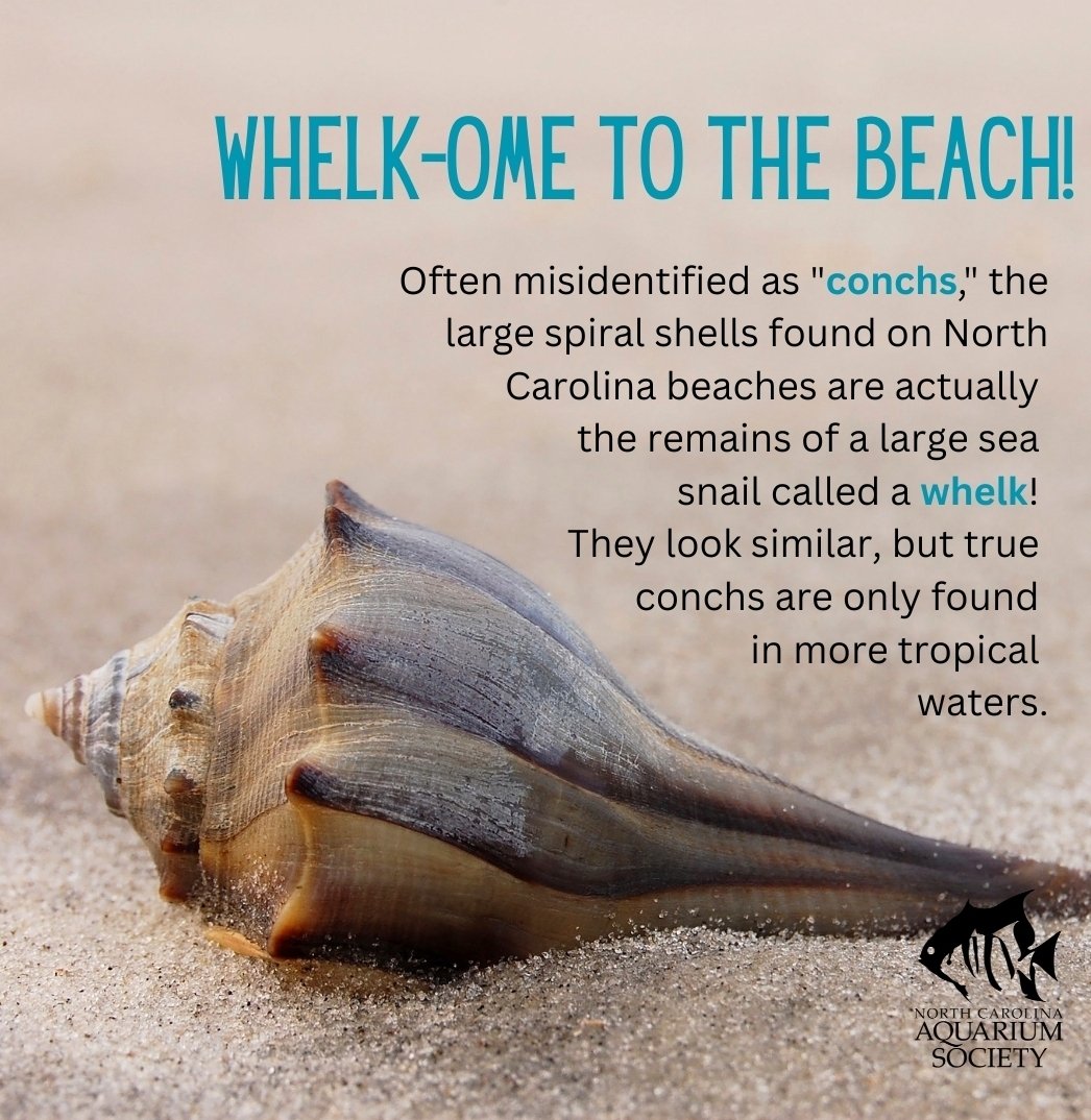 Whelks are a carnivorous sea snail species with a swirling, tapered shell. 🐚 What is your favorite OBX beach find?
#sealife #seashells #seashore #seashell #beachy #beachfind #sealovers #seaside #oceanview #oceanside #oceanlove #oceanbeach #ocean #oceanography #oceanlover #sandy