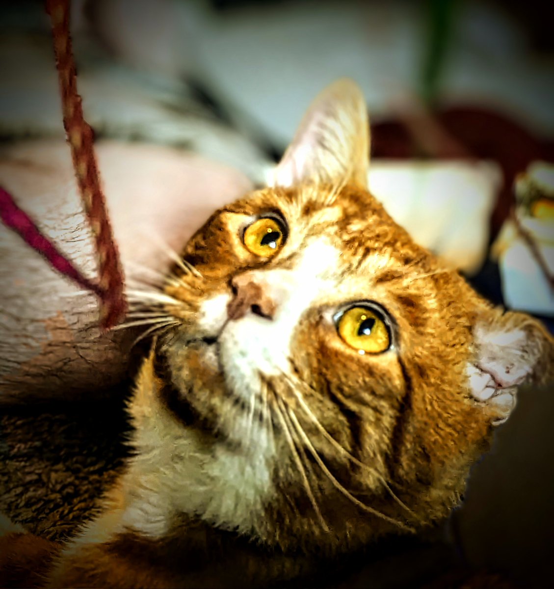 actbio_art's tweet photo. The #magical #feeling of #realizing you are finally #home... #FUREVERHOME !

#SayHi to Opie, another #amazing #rescuecat from the @BucksCountySPCA #Lahaska #shelter !

#AdoptDontShop #ShelterCat #RescuePets #rescuecat #RESCUEISMYFAVORITEBREED https://t.co/rRkwNsg3Ki