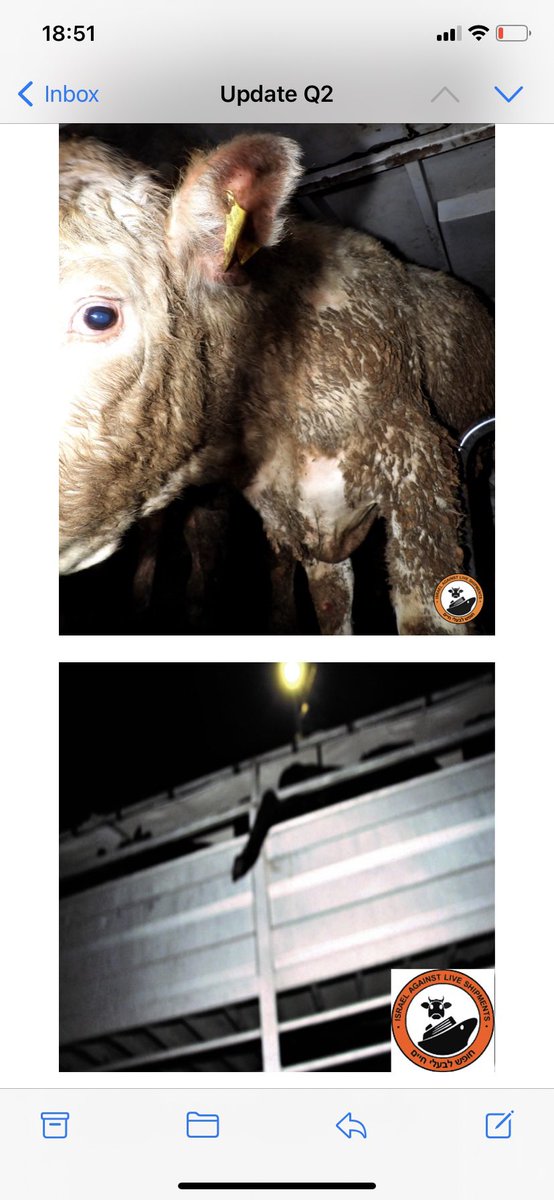 I absolutely hate live exports. I feel physically sick knowing what is ahead of these animals both at sea and on arrival in Libya. Farmers in Ireland should hang their heads in shame. Sentient animals. This is not necessary #BanLiveExport #animalsentience @IFAmedia @McConalogue