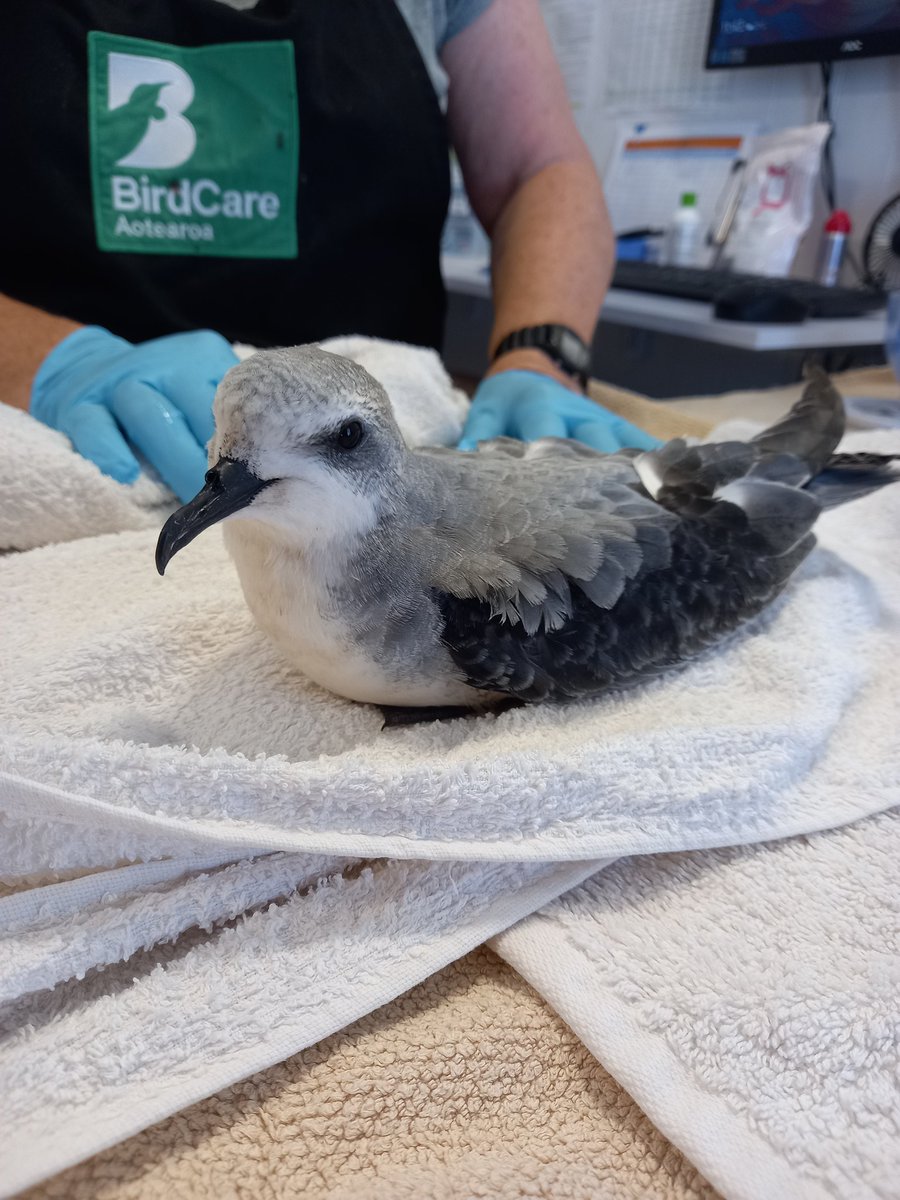 Cook's Petrel Bird of the Year tweet media