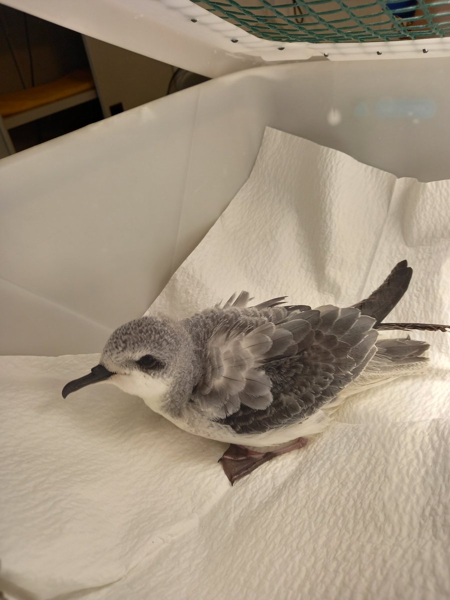 Hi 👋🏻 Cookie here! Did you know that every year over 100s of Cook's petrels get grounded in Auckland city from #lightpollution with sometimes fatal injuries! 
Why not vote for a Cook's petrel for #birdofthecentury and raise awareness of this issue 🥰 <a href="/birdcarenz/">BirdCare Aotearoa</a> <a href="/Forest_and_Bird/">Forest & Bird</a>