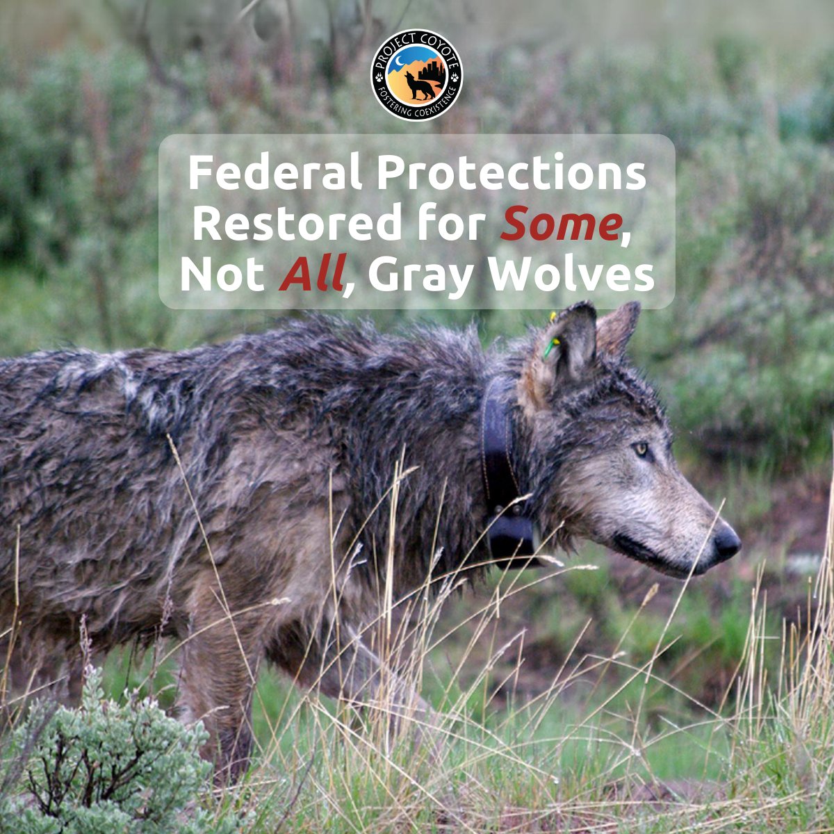 ProjectCoyote's tweet image. @USFWS has recently reinstated federal protections for #wolves across 45 states. While this is good news, we must continue to advocate for the vulnerable wolves in the Northern Rockies, where over 80% of wolf slaughter occurs. #RelistWolves #ProtectAmericasWolves

📷 ODFW