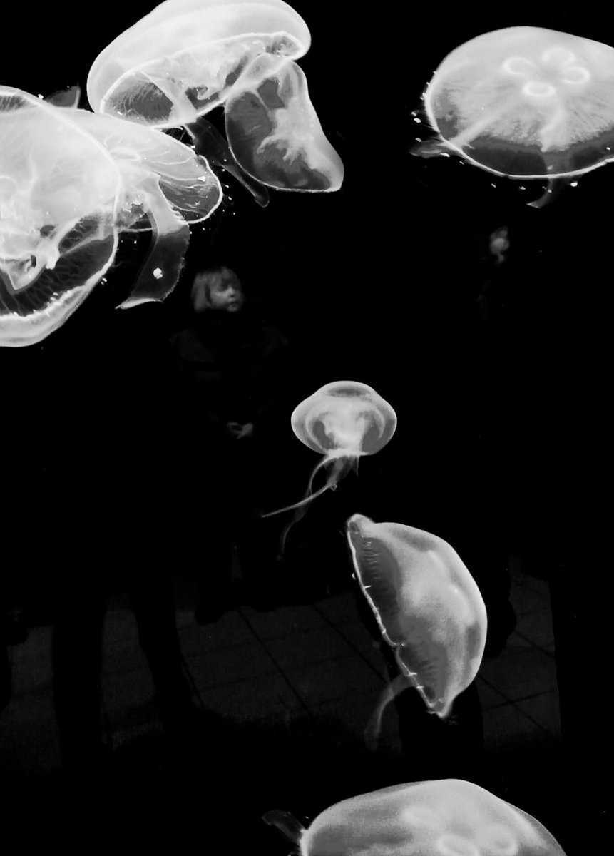 GalwayAquarium's tweet photo. Our #CreativeIreland project ATU Galway and Music for Galway, ‘Galway Bay Is Calling’. Allowing time for thoughts about the sea. 
Our next workshop with Dr. Joao Frias @ATU_GalwayCity will seek to turn reflection into action. #BehaviourChange #CellissimoIRL https://t.co/zIH9o65TpN